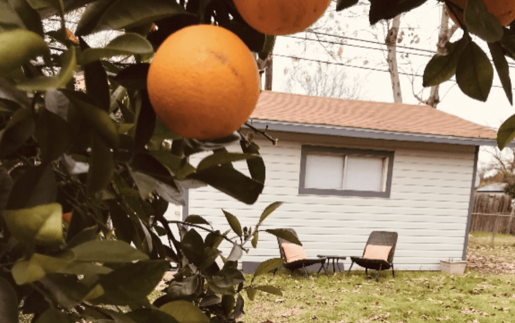 Orange tree with property in the background