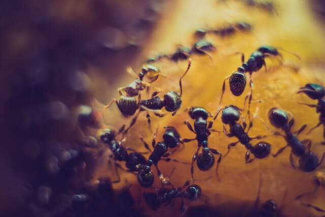 Ants on fruit. Photo by Salmen Bejaoui on Unsplash.