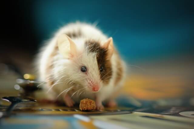 Rat. Photo by Sandy Millar on Unsplash.