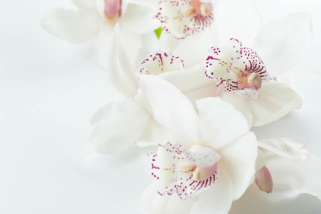 Orchids. Photo by Joanna Kosinska on Unsplash.