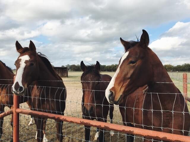 Dark horses over a fence. Photo by Hunter Folsom on Unsplash.