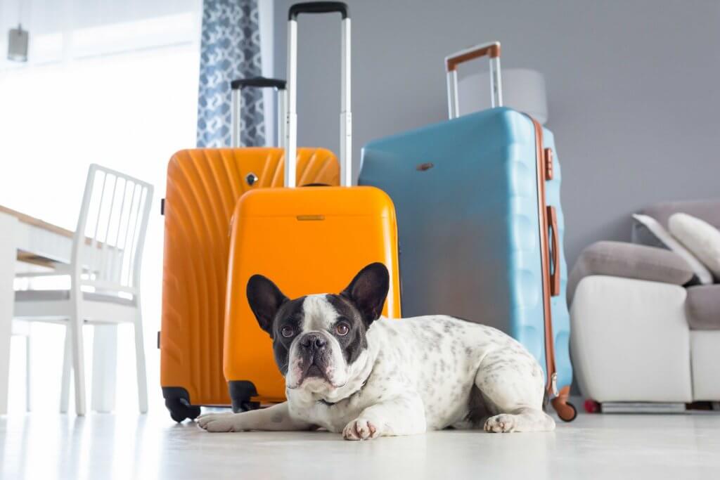 french bulldog sitting on the floor in front of 3 suitcases