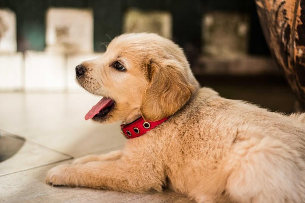 A puppy yawning in a dog-friendly airbnb