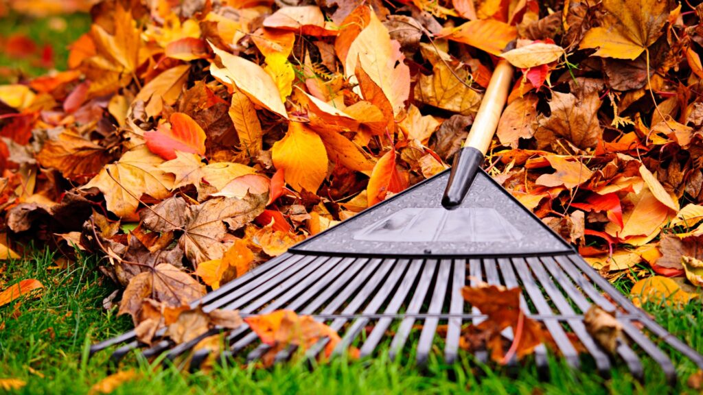 a rake in a pile of leaves